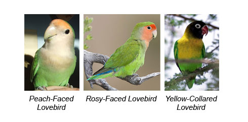lovebird types